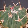 Stenocactus_coptonogonus